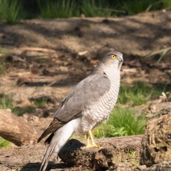 Natuur
