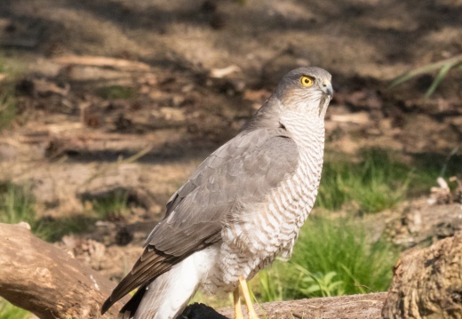 Natuur