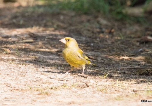 IMG 3430-001