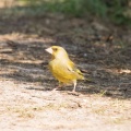 IMG 3430-001