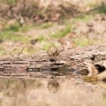 IMG 3518-001