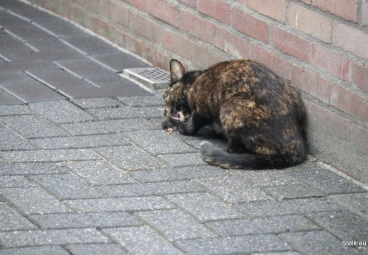 IMG 1253