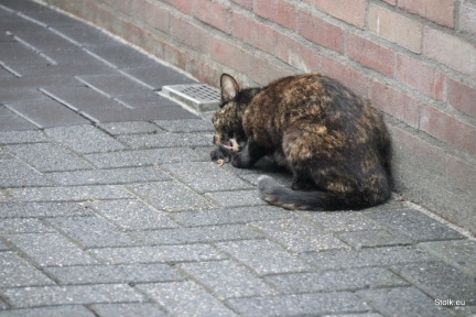 IMG 1253