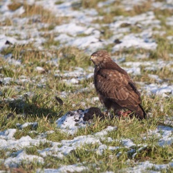 Wintervogels Jan 2018