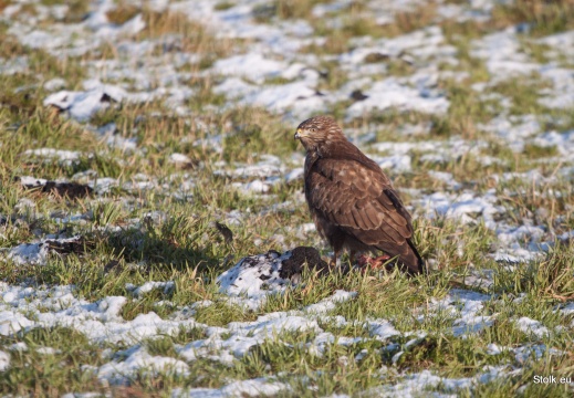 Wintervogels Jan 2018 - display this album Wintervogels Jan 2018