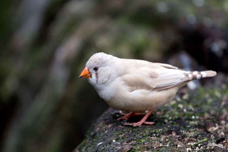 IMG_7600-v2.JPG