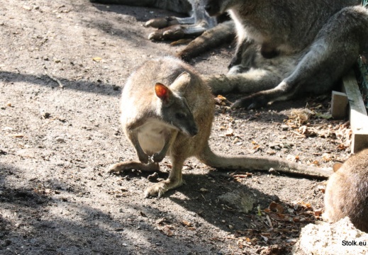 IMG 4885