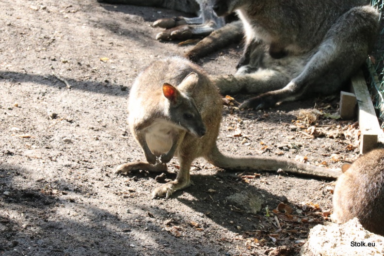 IMG_4885.JPG