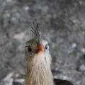 IMG 4984