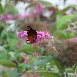 Vlinders thuis