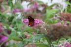 Natuur