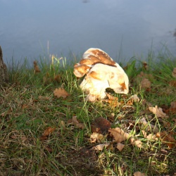 Paddestoelen