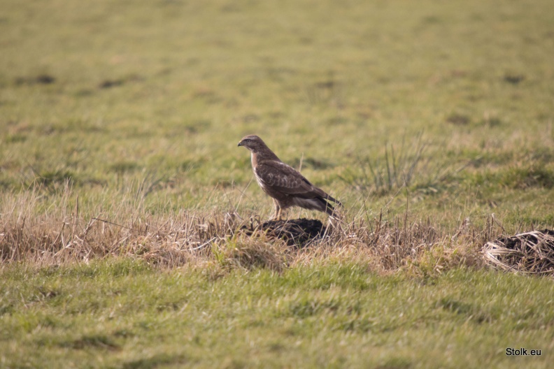 IMG_3135-V2.JPG