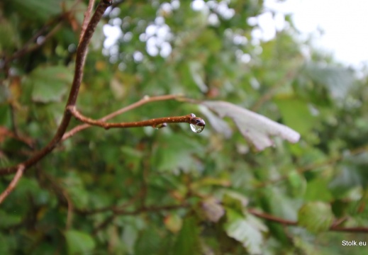 IMG 0947
