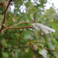 IMG 0947