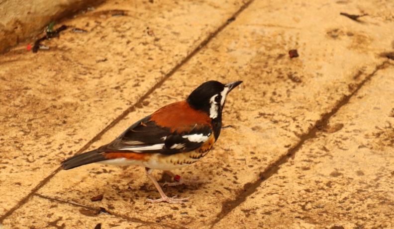 IMG_5001.JPG