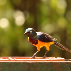 Weltvogelpark Walsrode 2022